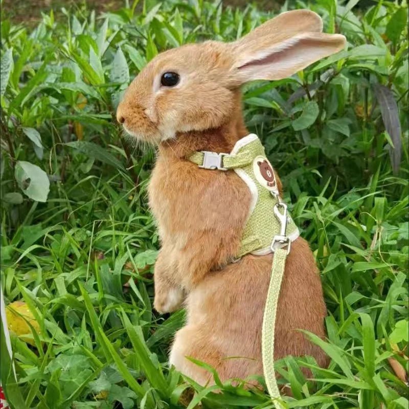 Harnais pour Lapin - La cage à Lapin