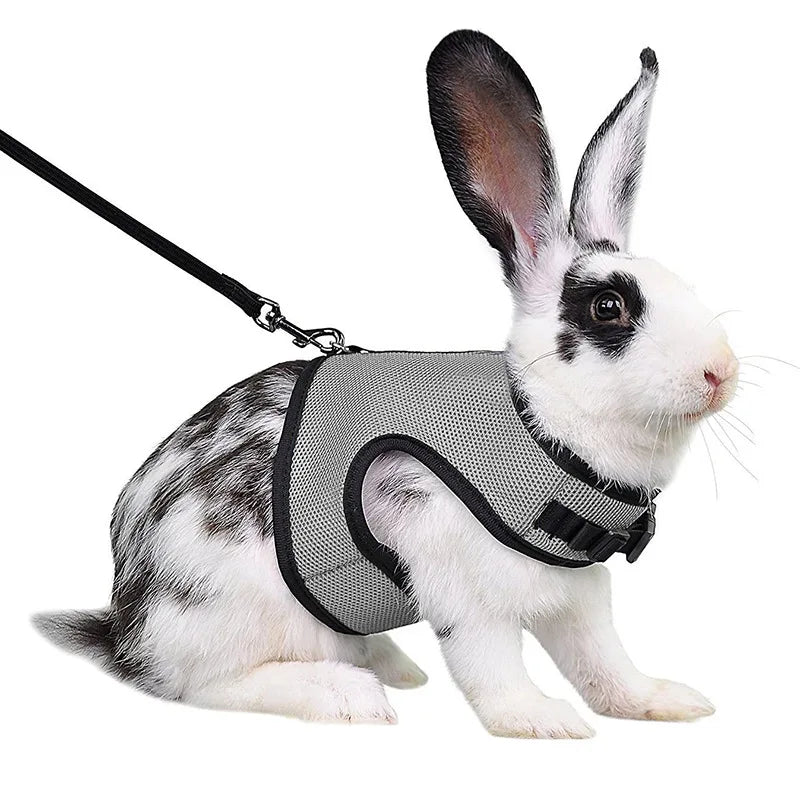 Laisse confortable et légère - La cage à Lapin